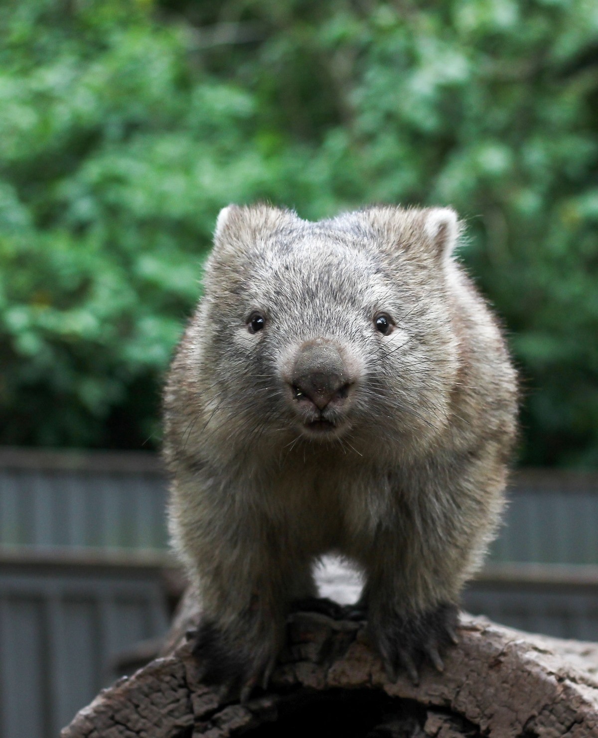 a wombat