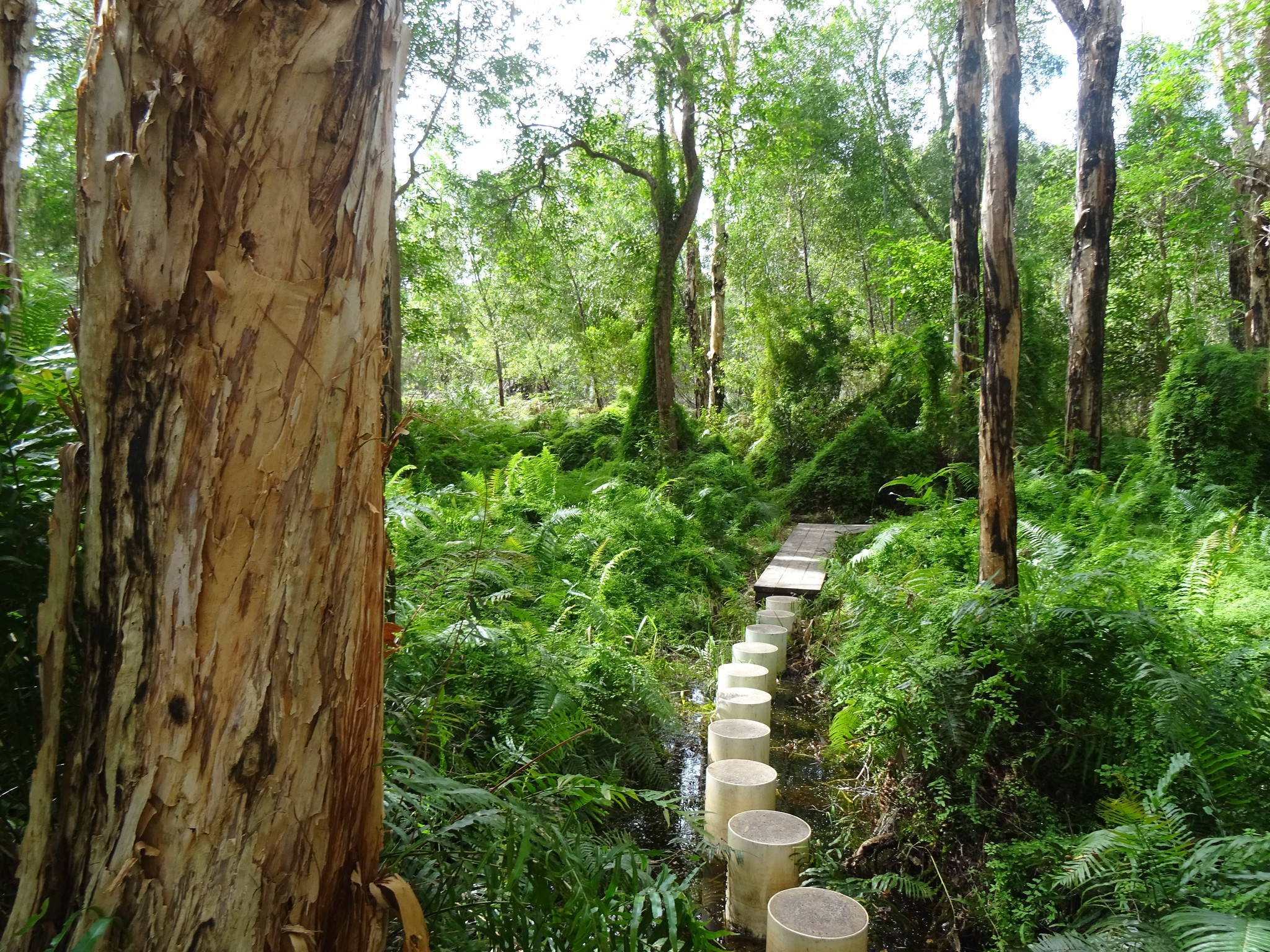 a set of stepping stones through a forest