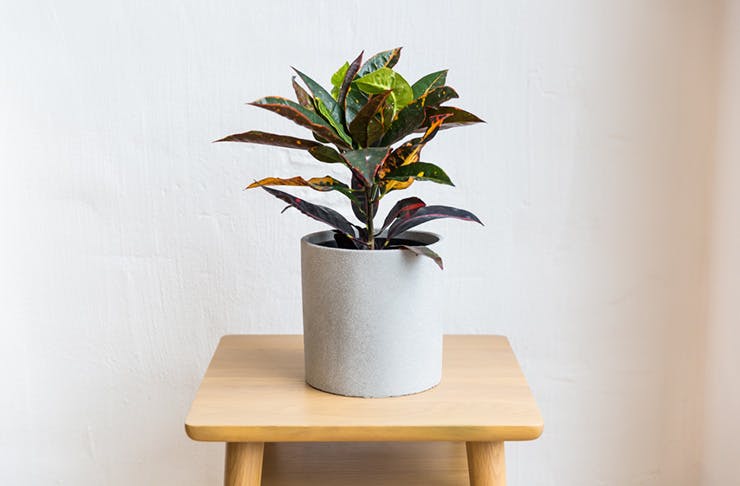 10 Indoor  Plants  You Need For 2019 Melbourne  Urban List