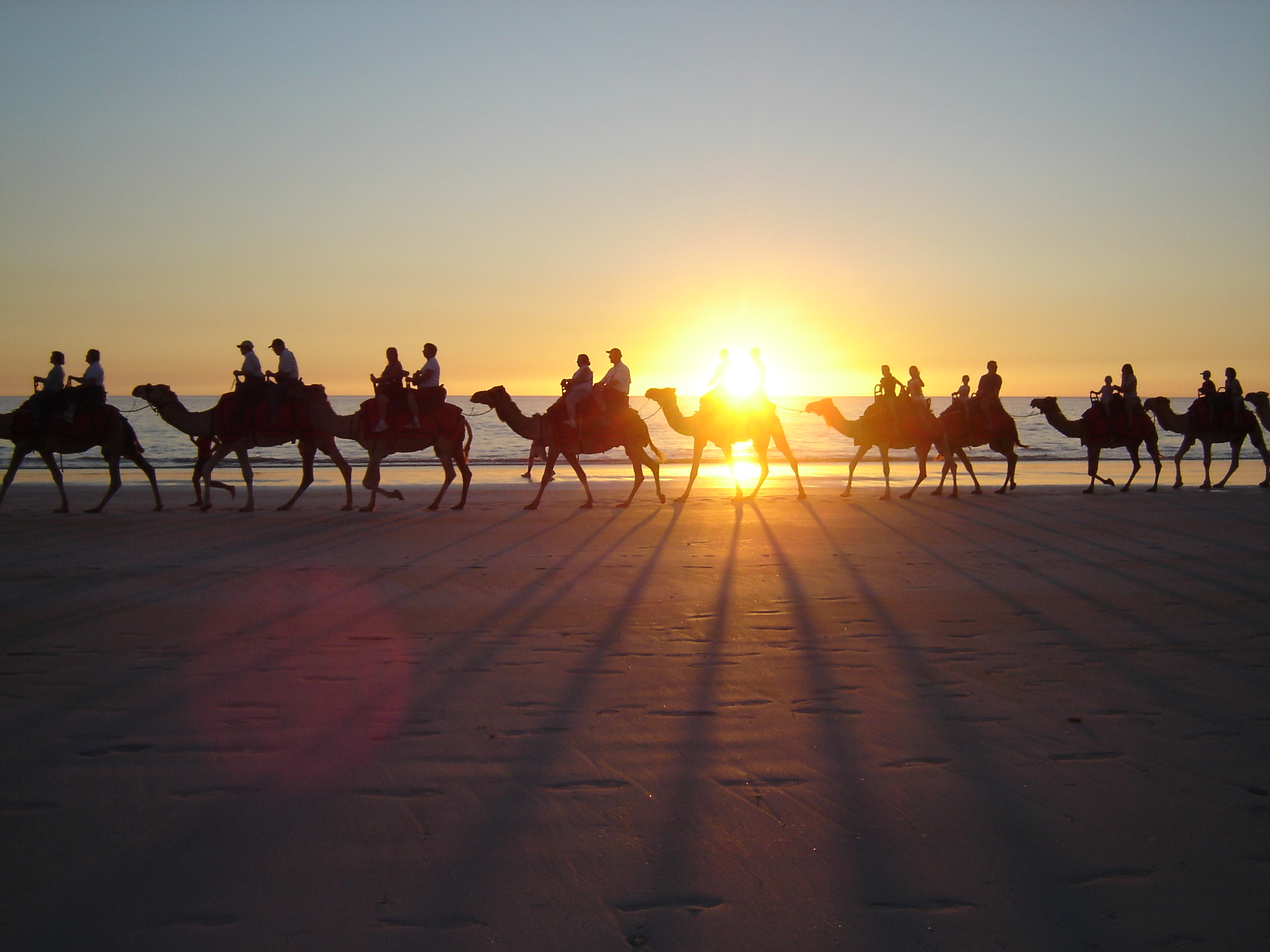 camels walking along a beach at sunset