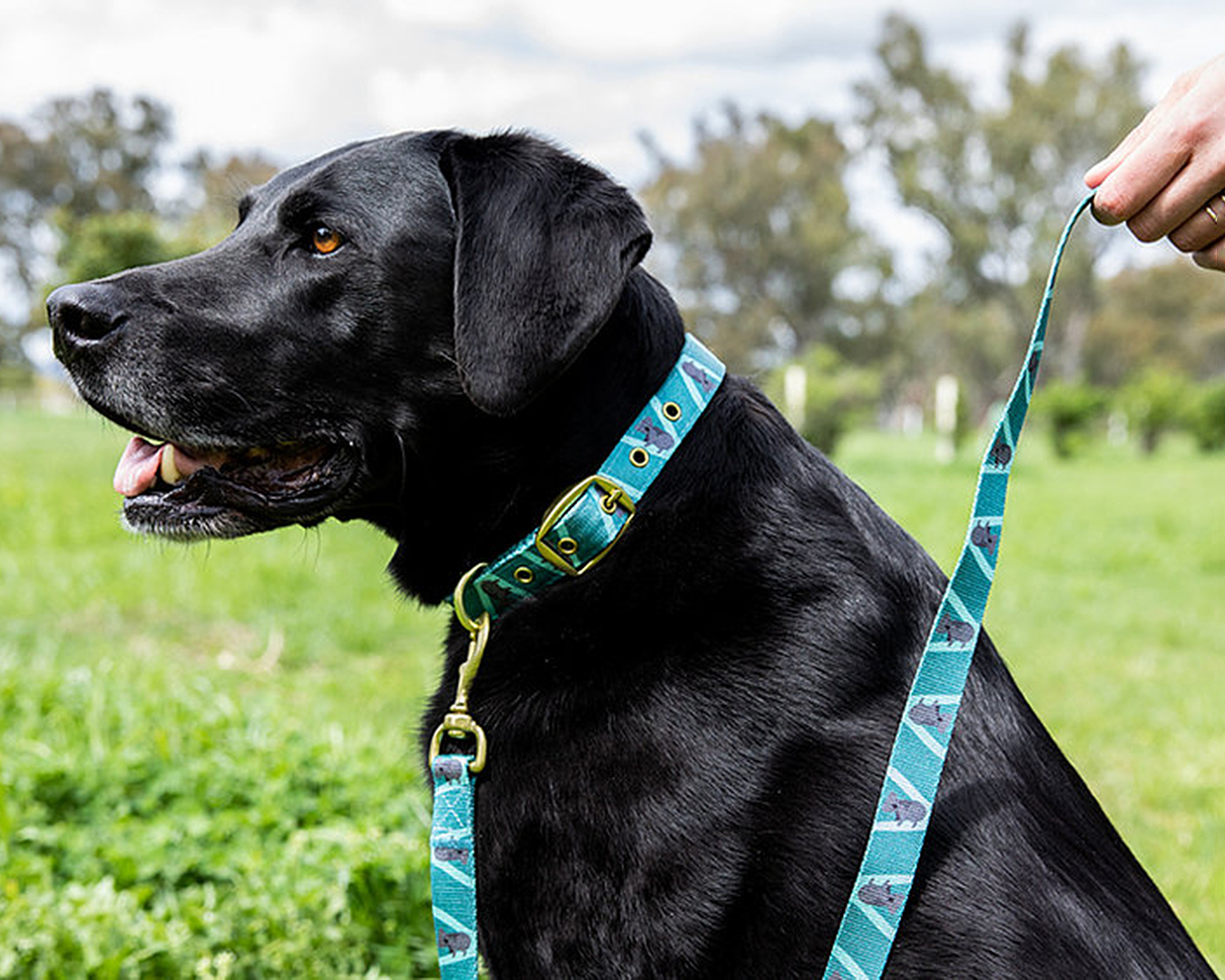 sustainable dog collars