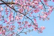 Auckland Spring Date Ideas Auckland The Urban List