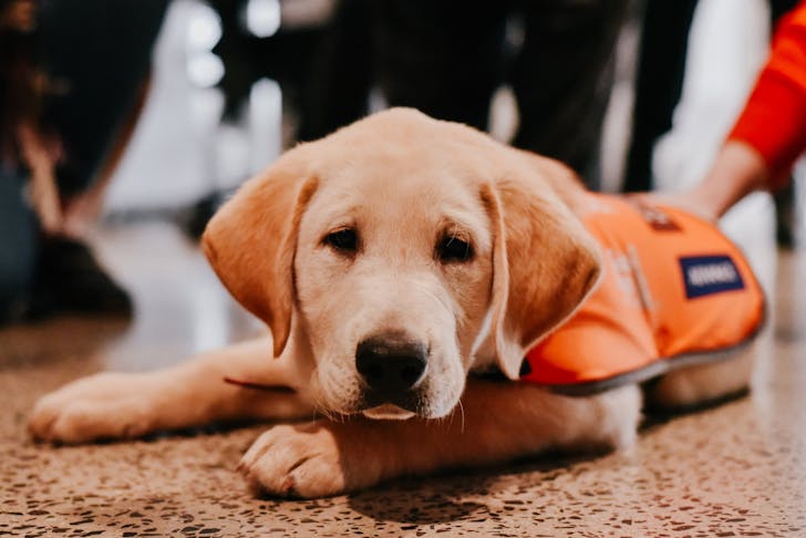 Guide Dogs Australia Just Launched A Big Fundraising Push | Urban List ...