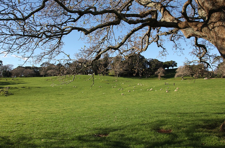 12 Stunning Auckland Walks To Take At Least Once