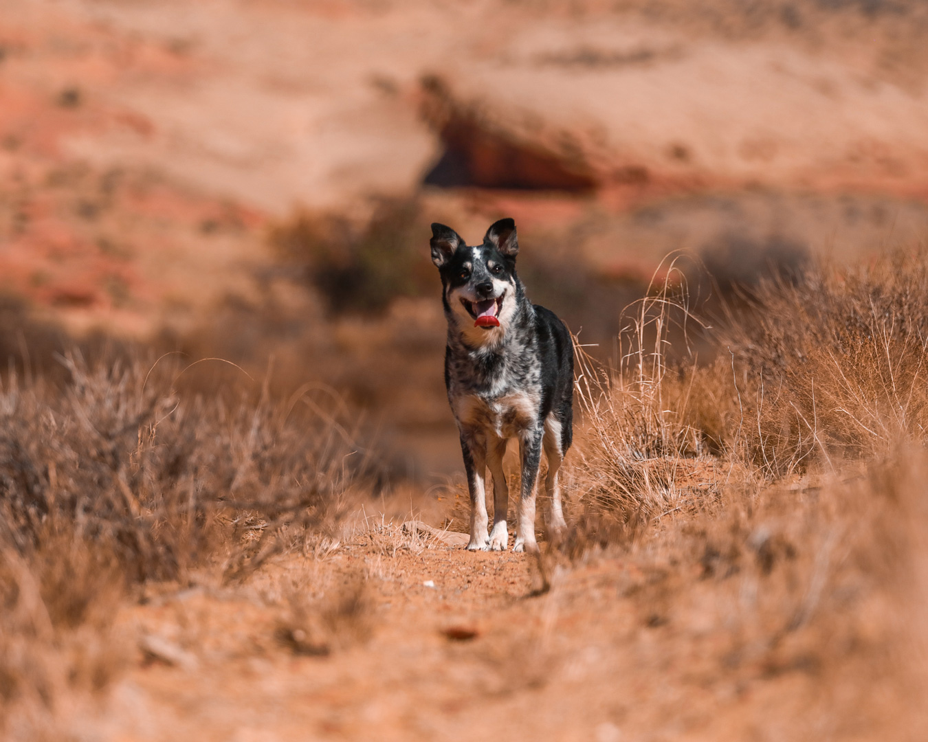 11 Of The Best Dog-Friendly Walks In And Around Sydney | Urban List Sydney