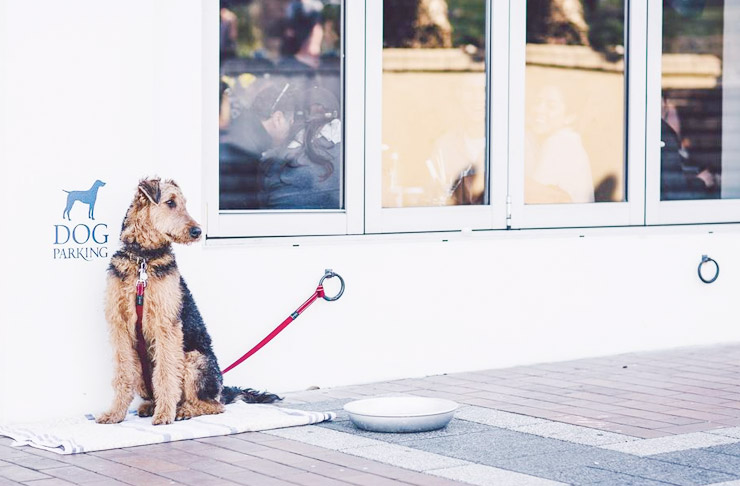 Dog Friendly Bars In Sydney Urban List Sydney