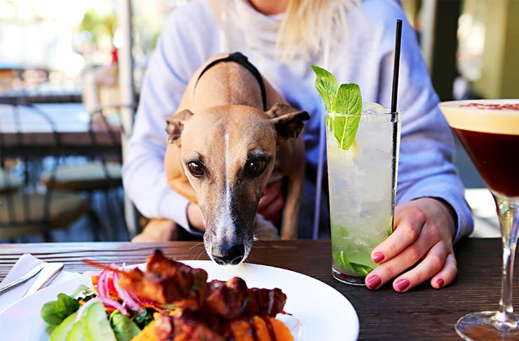 dog-friendly-restaurants-near-me-points-near-me