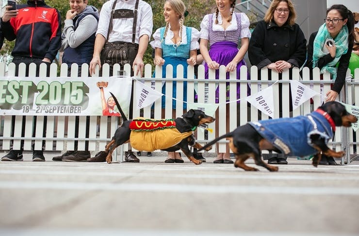Thereâs A Sausage Dog Race Coming To Melbourne This Month | Urban List Melbourne