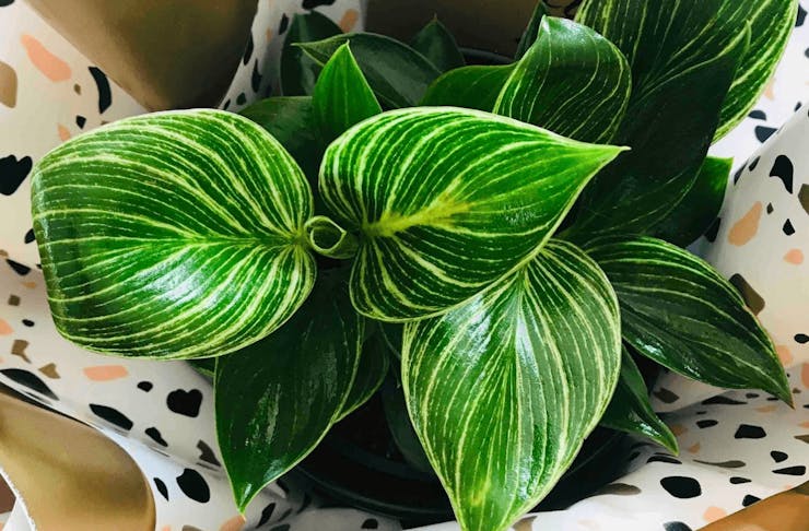 A plant with lush green leafs inside a gift wrapped pot. 