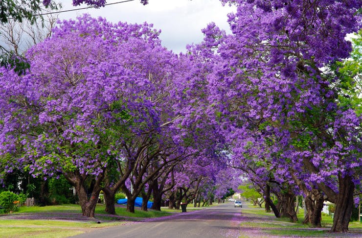 A purple street in Australia Jacarangas-Grafton