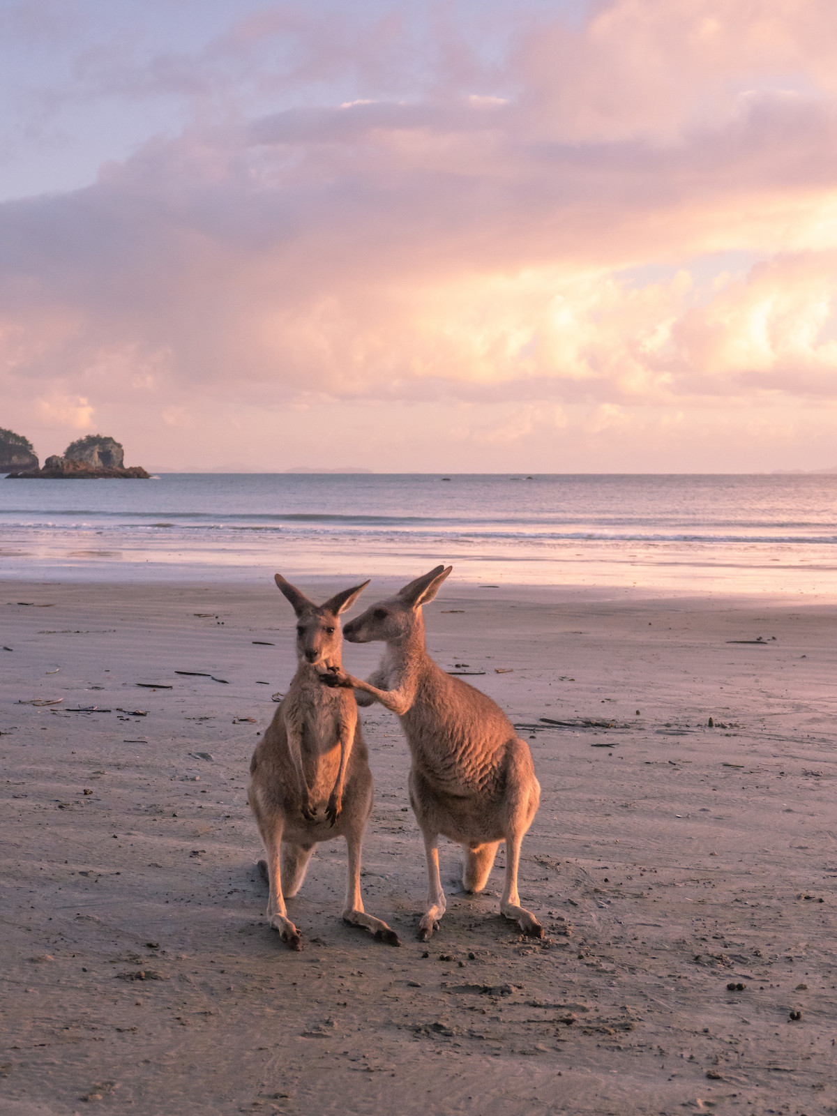 Two wallabies stand on a beach at sunrise. 