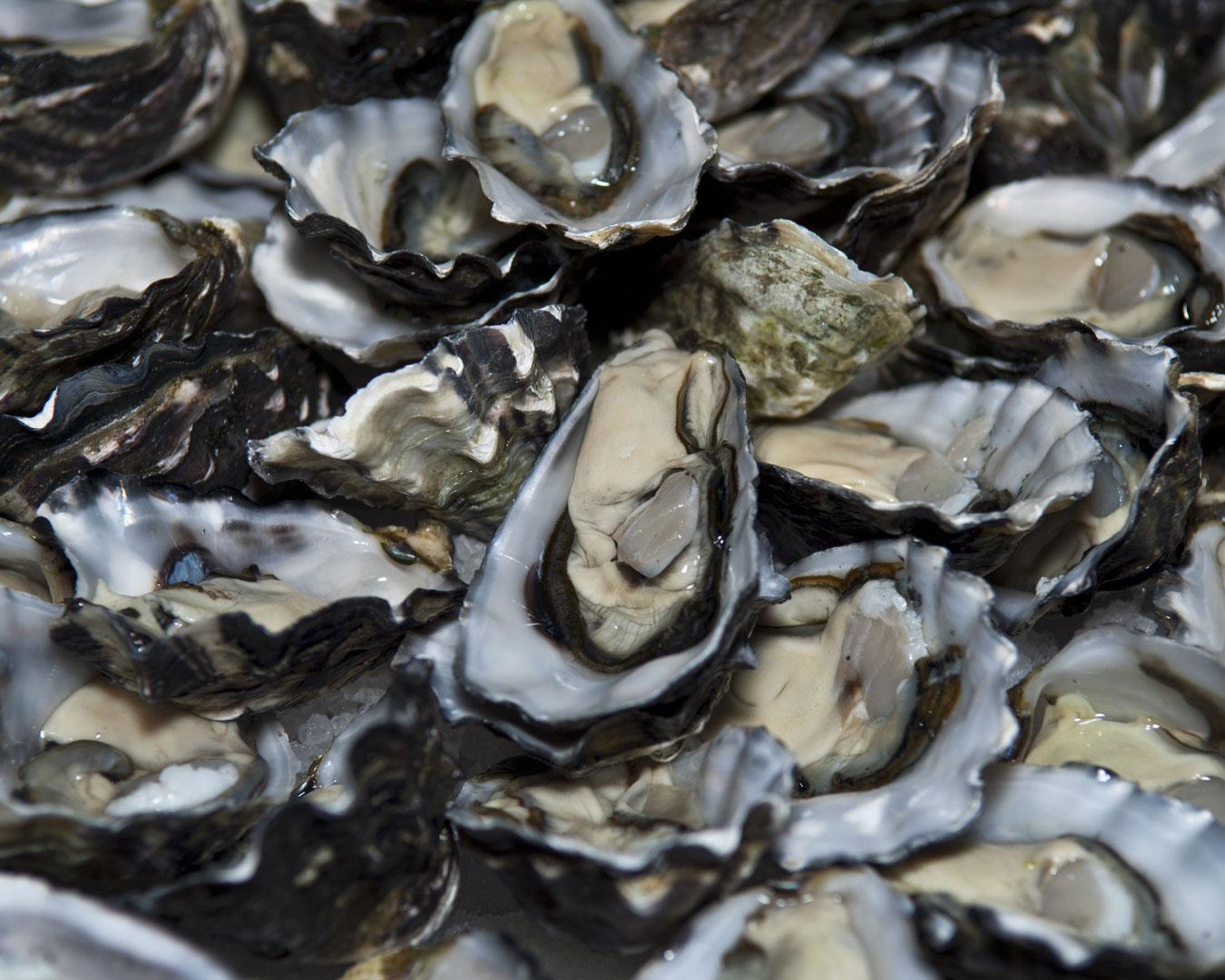 Shuck Your Way Around NSW With This Guide To The State's Best Oyster