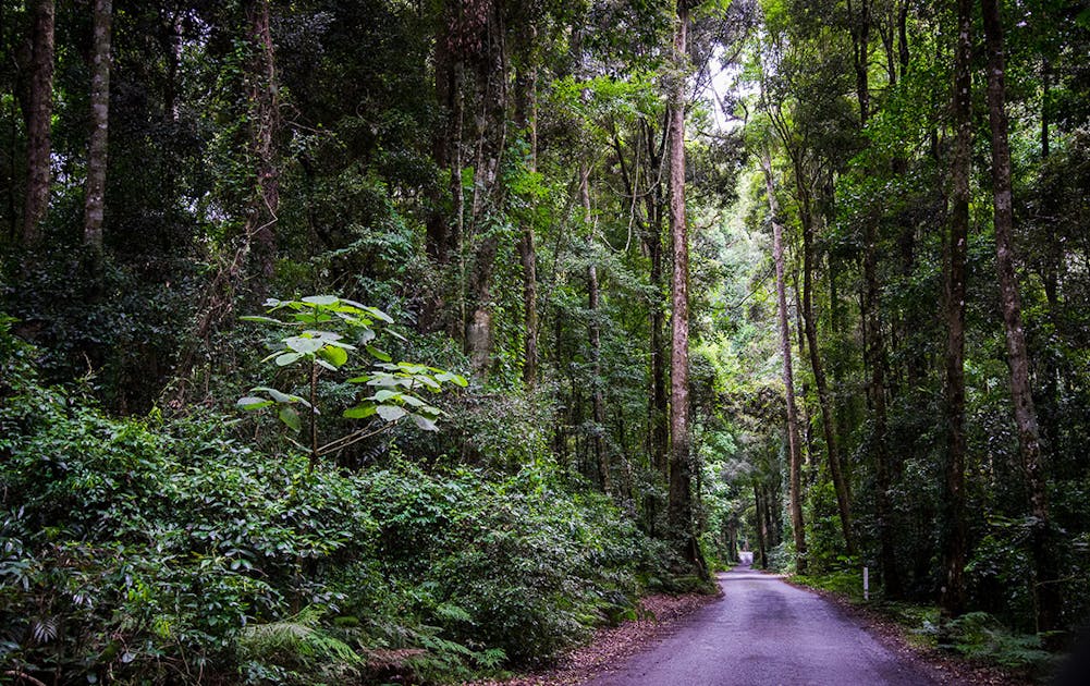 6 Stunning Parks To Explore On And Around | Urban List Gold Coast