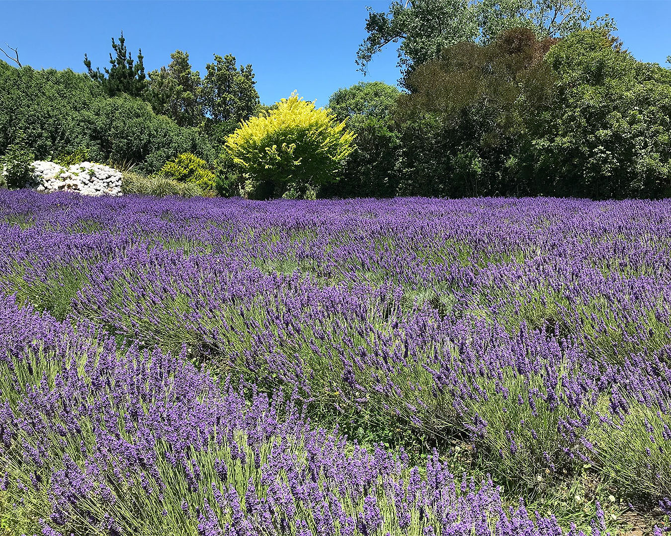 Beautiful lavender stalks in the sunshine at Pihama Lavender farm, one of the best lavender farms in New Zealand..