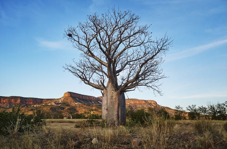 An ancient tree stands tall in the Australian outback with vast red dirt mountains looming in the distance.