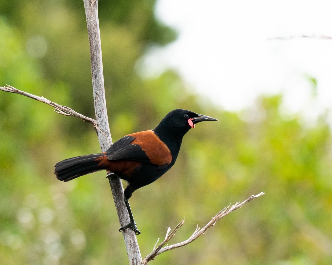 A black bird with an orange saddle-shaped mark on its back, perched on a branch. 