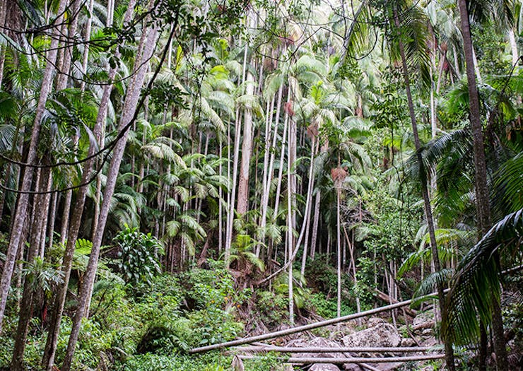 Songbirds Rainforest Retreat Mount Tamborine Accommodation