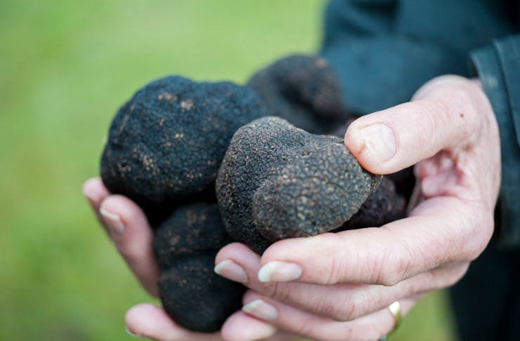 everything-you-need-to-know-about-truffles-urban-list