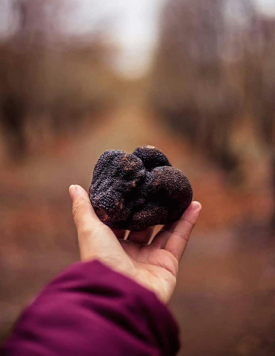 A hand wraps around a large truffle as dense rainforest looms in the distance.