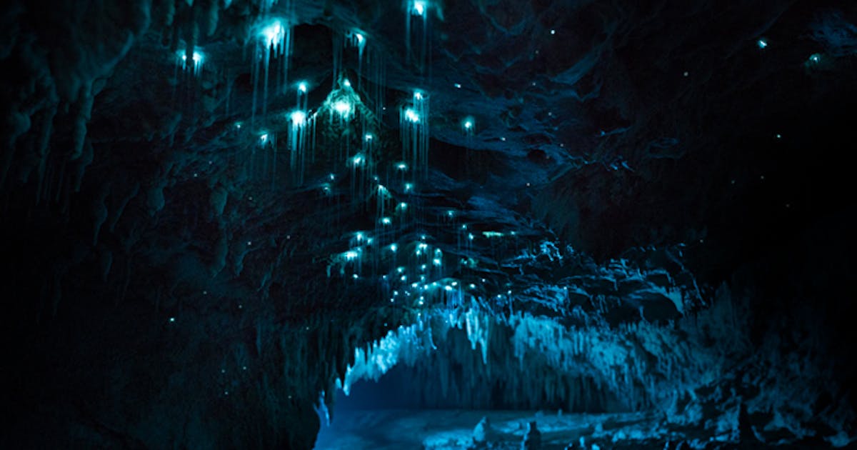 Where To Find Glow Worms In And Around Auckland | Urban List NZ