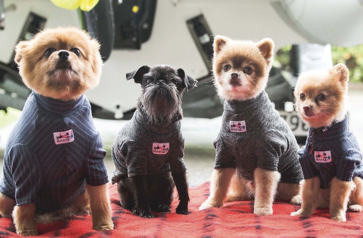 Auckland's Getting A Dog Pop-Up And It's All Sorts Of Adorable