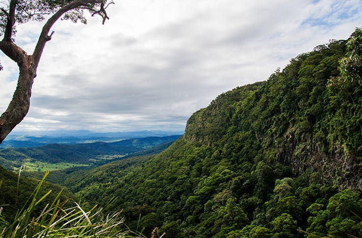 Incredible Bush Walks In And Around Brisbane | Brisbane | The Urban List