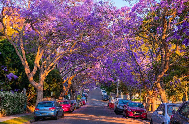 A Jacaranda-lined street in Kirribilli, Sydney