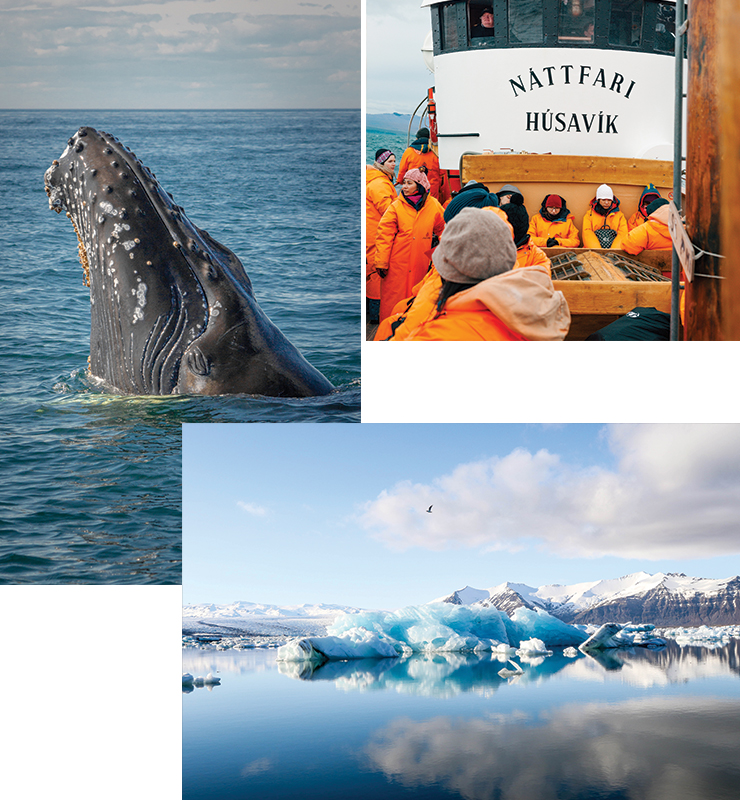 The 8 Best Places To Go Whale Watching Around The World | Urban List