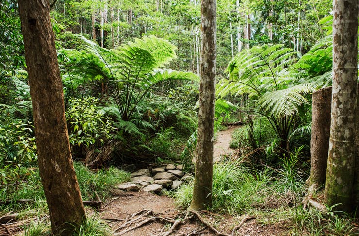 The Best Bushwalks On And Around The Sunshine Coast | Urban List