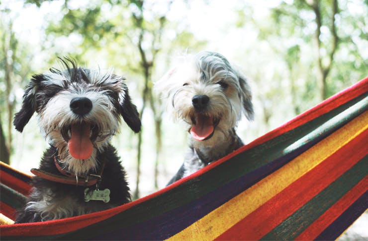 the-best-dog-friendly-camping-spots-on-and-around-the-sunshine-coast