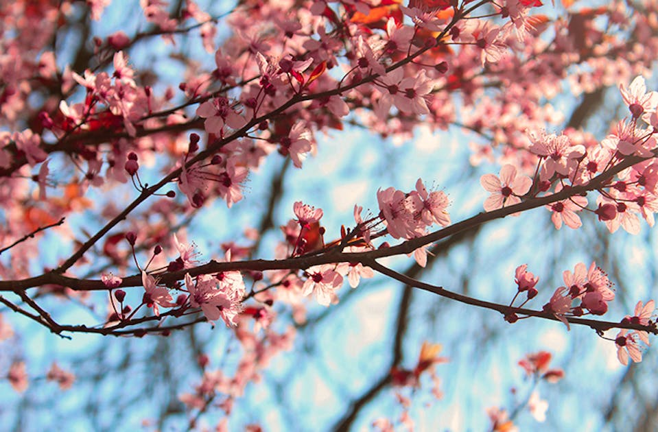Heres Where To Find Cherry Blossom Trees In Perth Perth