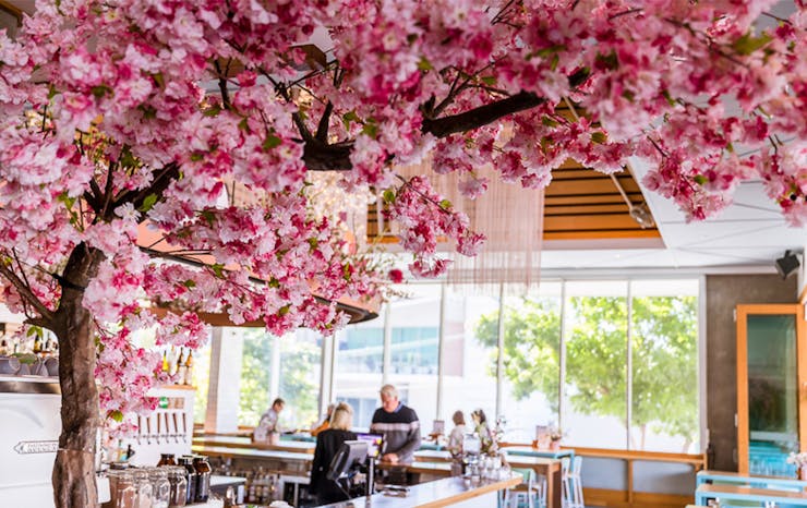 Cherry Blossoms And Bottomless Dumplings Have Hit Paddingtons Darling