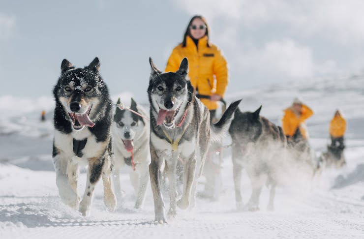 Dog sledding at Cliquot in the snow, Queenstown