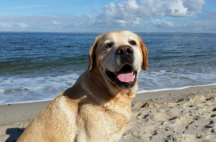 The Best Dog-Friendly Beaches In Brisbane To Cool Off At! | Brisbane ...