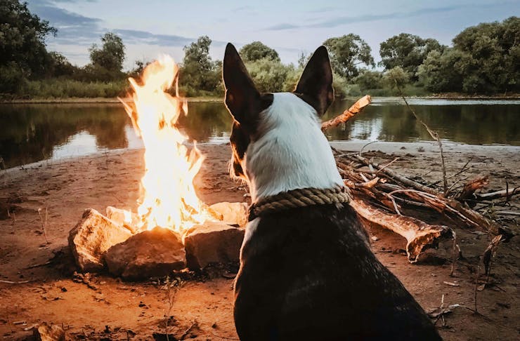 A dog sits watching a bonfire on the shores of a creek. 