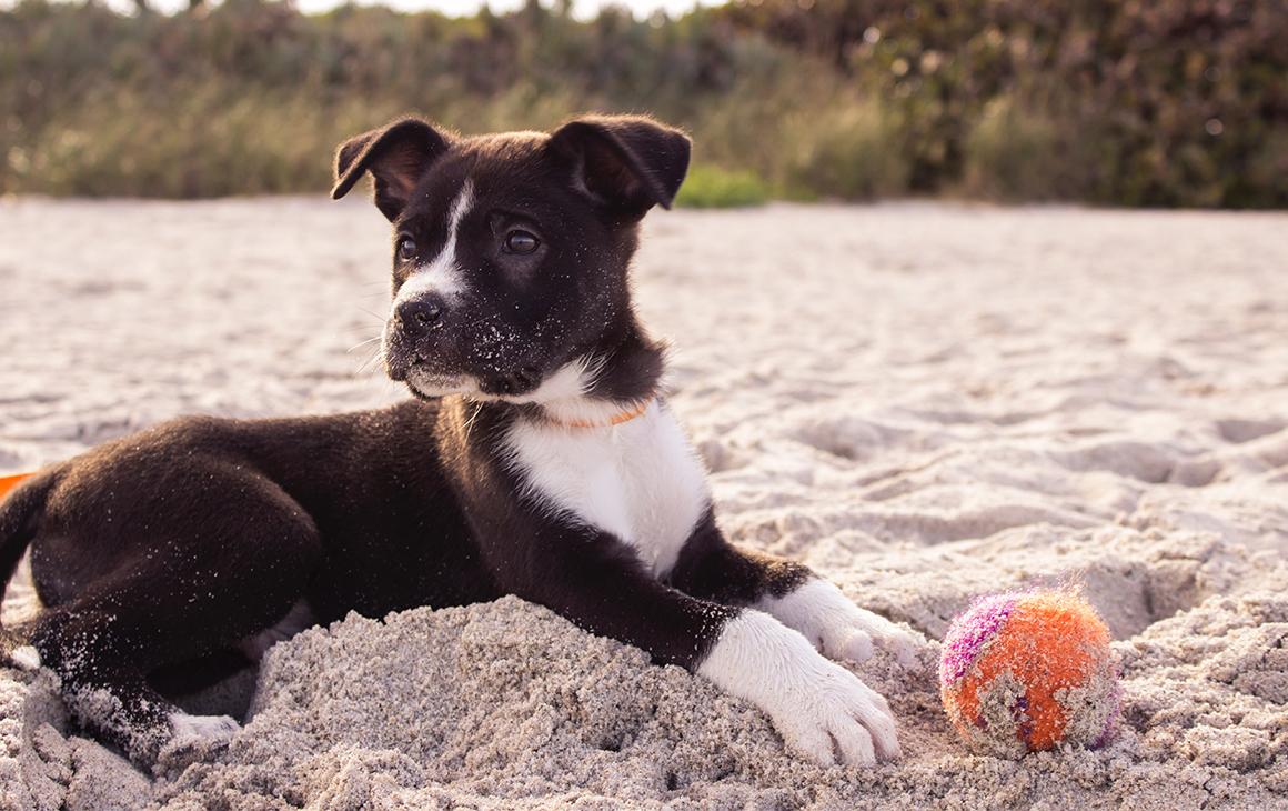 Charming Blue with Summer Beach Balls Dog Collar