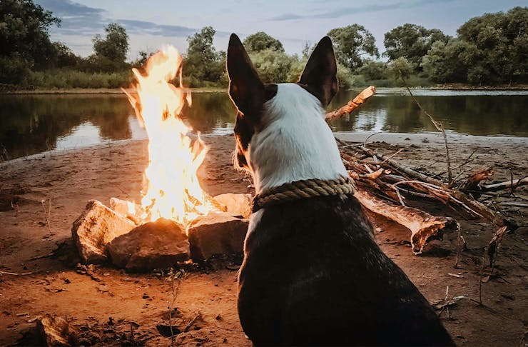 A dog sitting in front of a campfire
