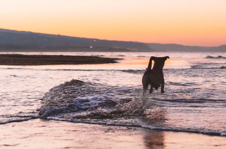 A dog stands in the shallows at a beach during sunset. 