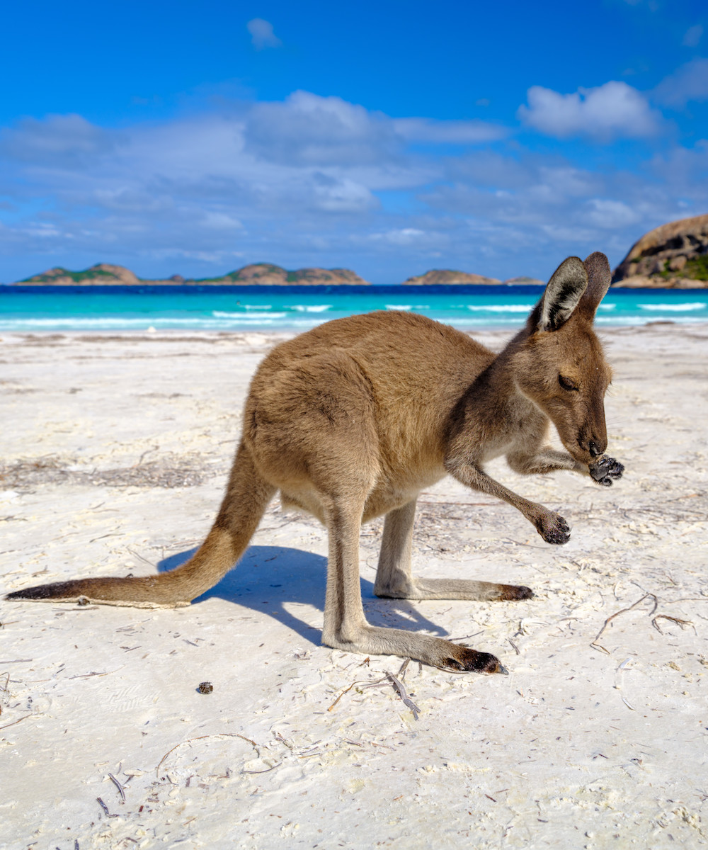 a kangaroo on a beach in Esperance