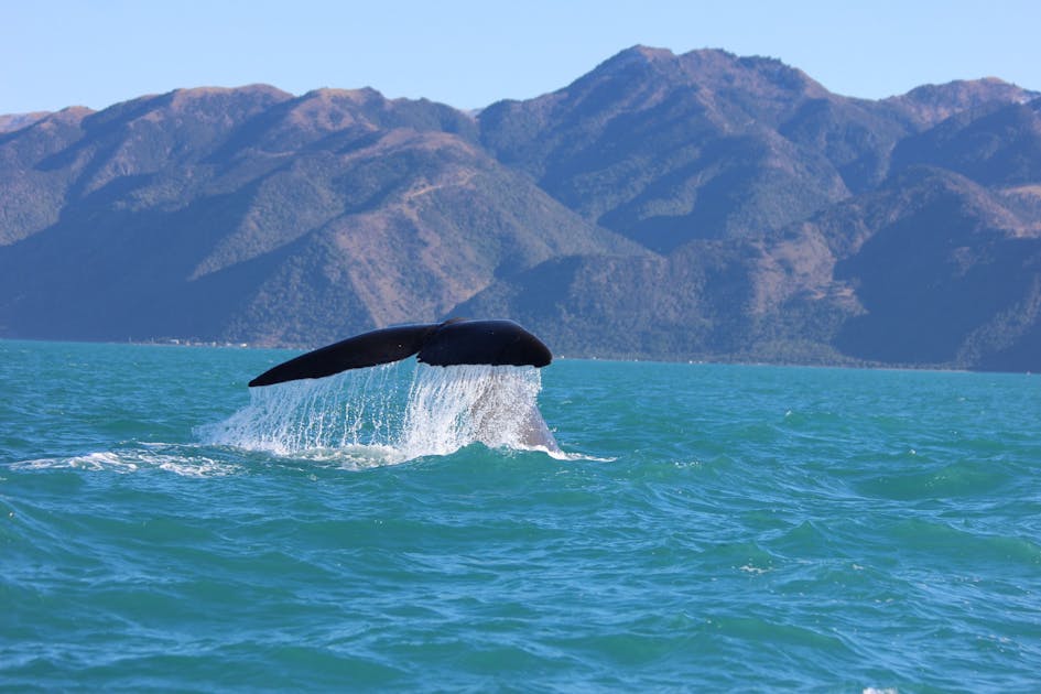 The Best Places To Go Whale Watching In New Zealand Urban List Nz