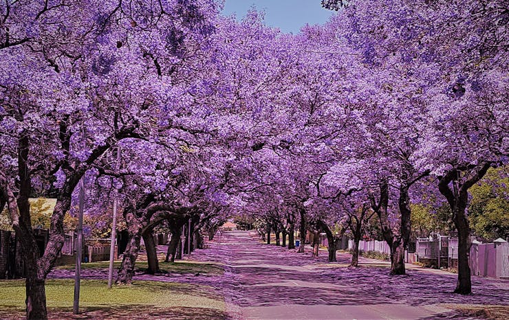 Where To Find The Prettiest Jacaranda Trees In Brisbane | Urban List ...