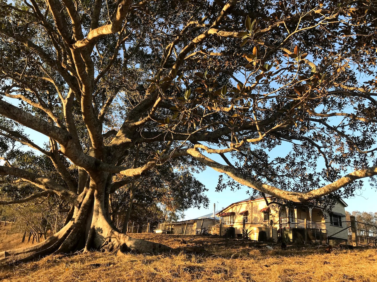 a large fig tree over a farm house