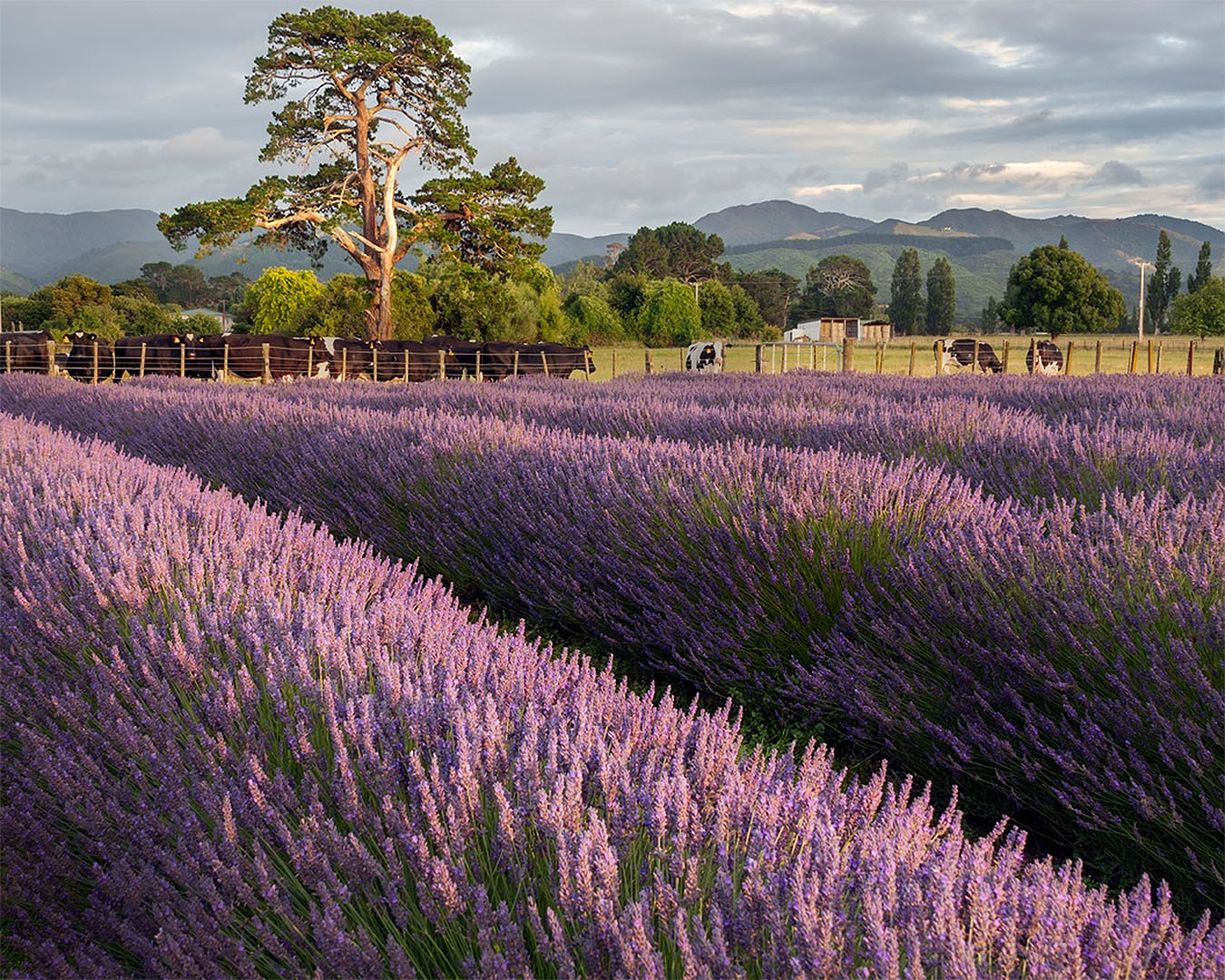 Rows upon rows of lavender with cows in the background, no doubt enjoying the scent of one of the best lavender farms in New Zealand.