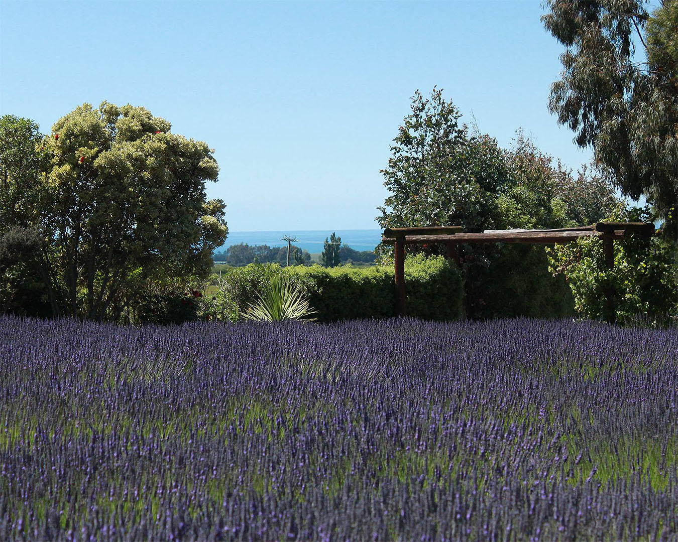 Lavender covers the foreground with rolling mountains in the background