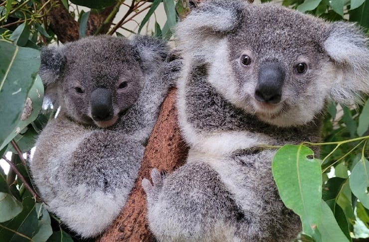 two koalas in a tree