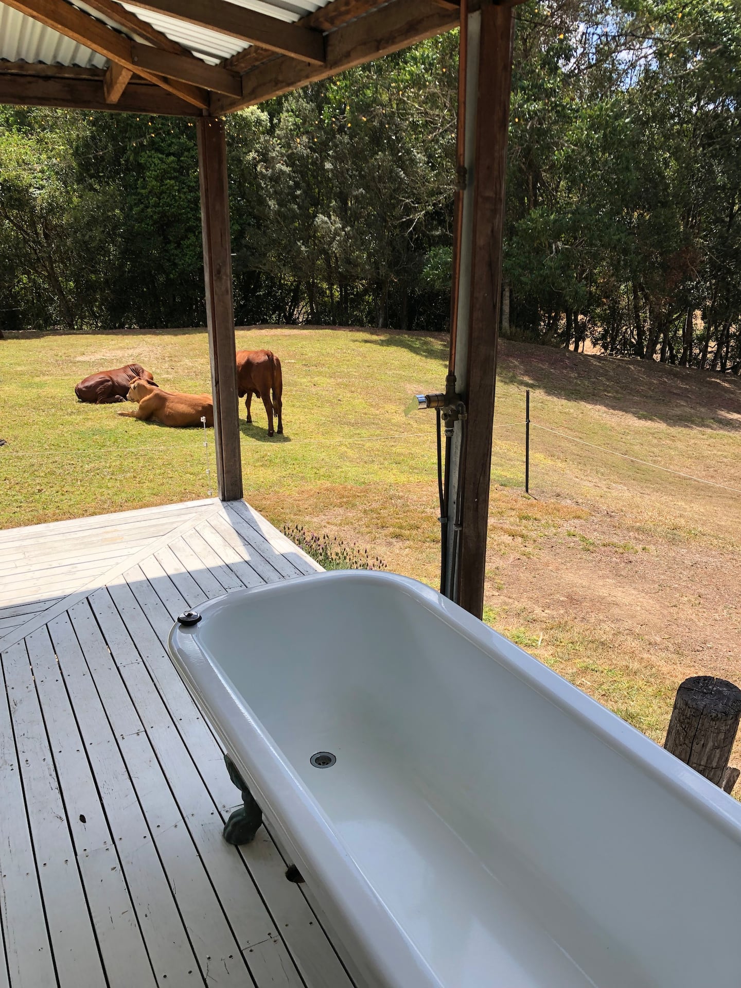 a bath on a verandah with cows visible behind