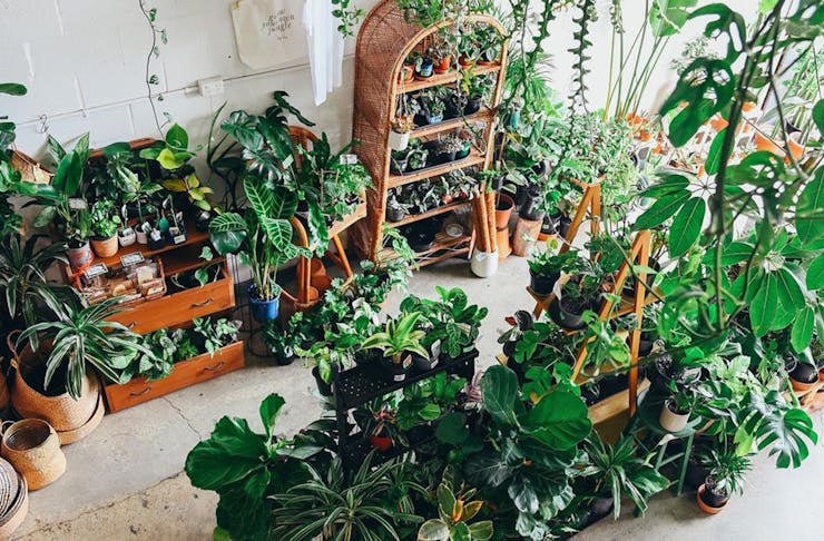 a warehouse filled with plants