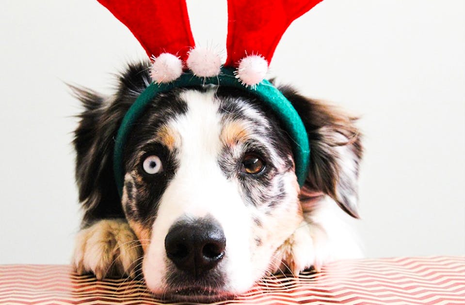 Where To Get Christmas Pet Photos In Sydney Urban List Sydney