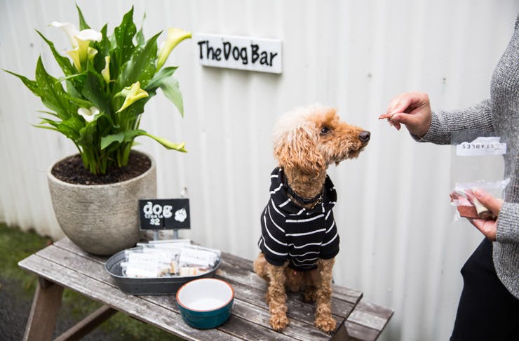 Stables Of Como Have Set Up A Bar Just For Your Dog