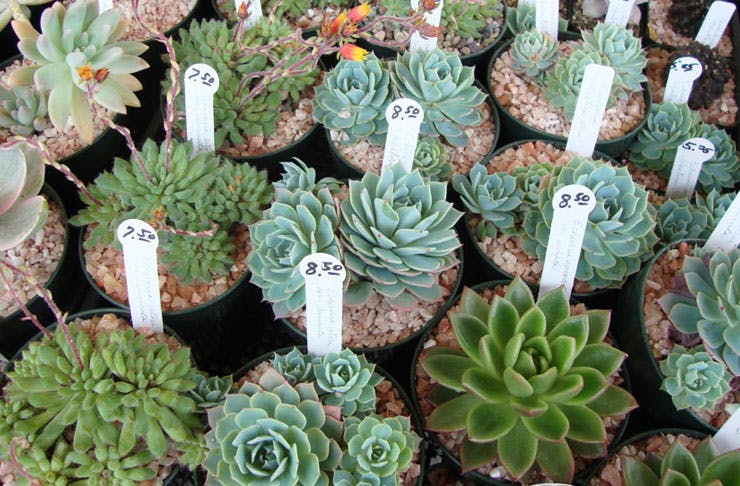 There's A Giant Succulent and Cactus Sale Coming ...